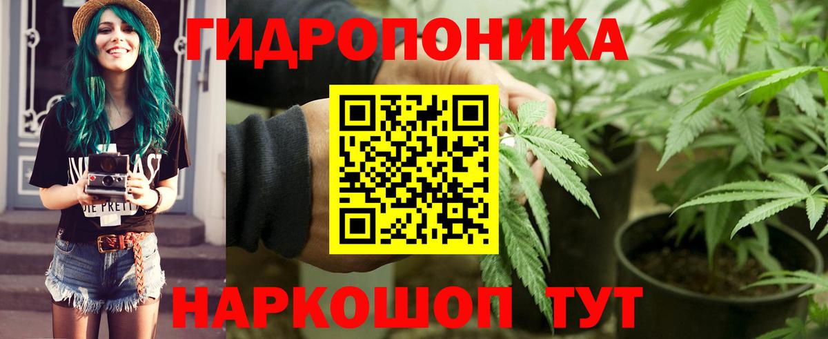 Конопля конопля Асино